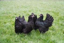Krielkippen: Barnevelder - Sussex - Australorp - Welsumer., Dieren en Toebehoren, Vrouwelijk, Kip