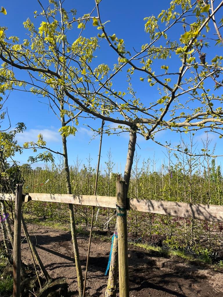 Opruiming poten €25 de duurste €50 xl maat, Tuin en Terras, Planten | Bomen, Ophalen of Verzenden, Halfschaduw, Overige soorten