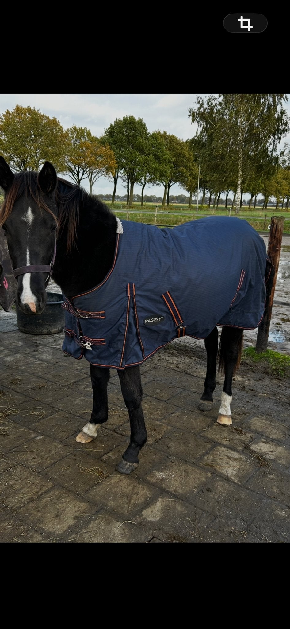 2 jarige welsh ruin d pony, Dieren en Toebehoren, Pony's, Ruin, 3 tot 6 jaar