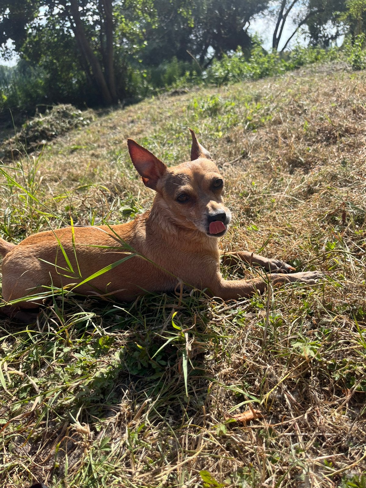 Baasje gezocht voor Jopie dwergpincher., Dieren en Toebehoren, Honden | Niet-rashonden, Parvo, 6 jaar of ouder, Reu, Eén hond