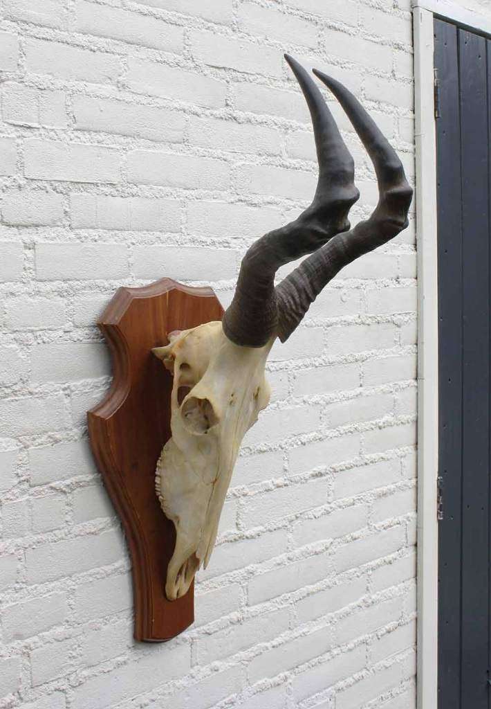 Schedel RED HARTEBEEST compleet met kiezen (ref. C), Ophalen of Verzenden, Gebruikt, Wild dier, Schedel