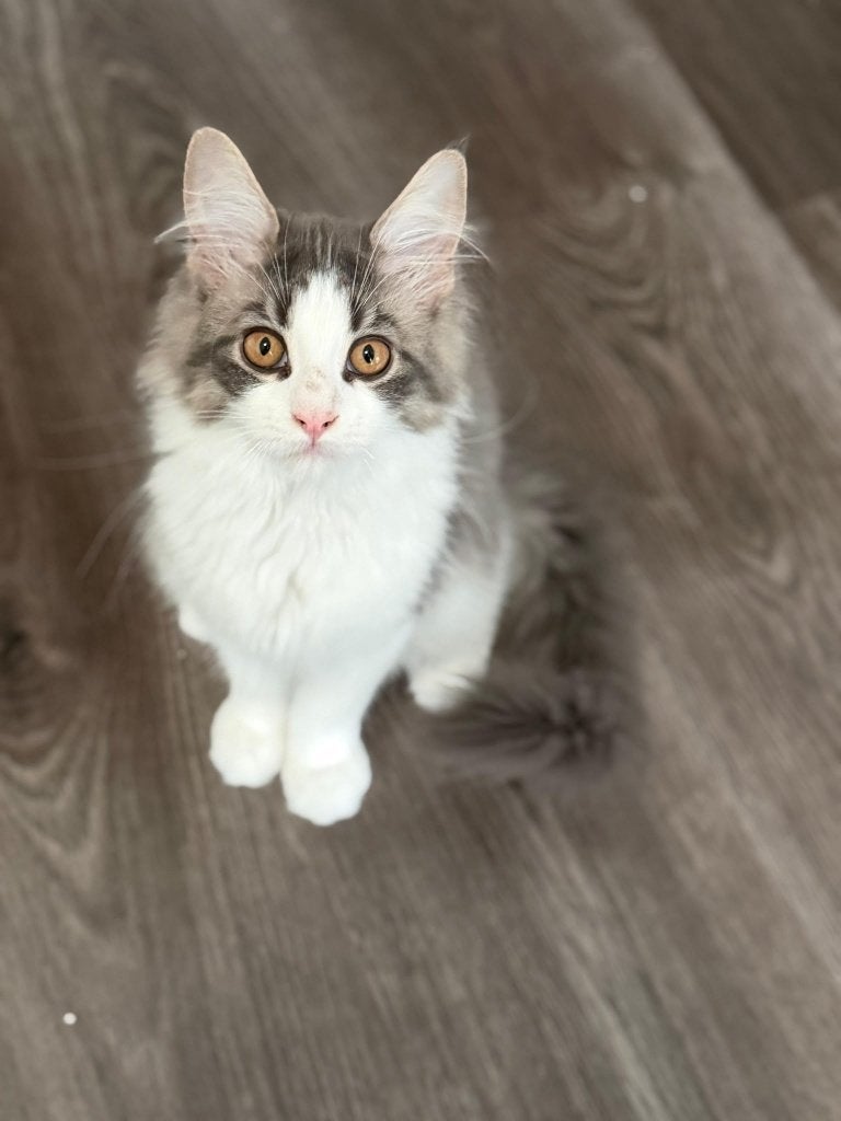 Maine Coon kittens zoeken een thuis, Dieren en Toebehoren, Poes, Gechipt, 0 tot 2 jaar