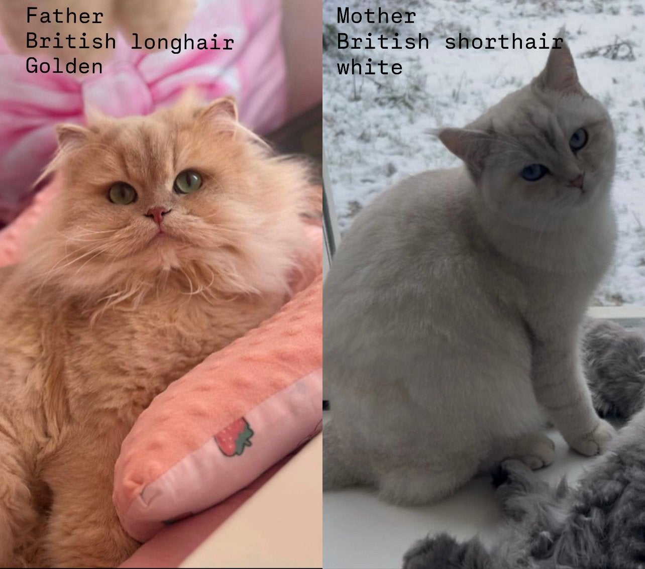 British korthaar kitten, Poes