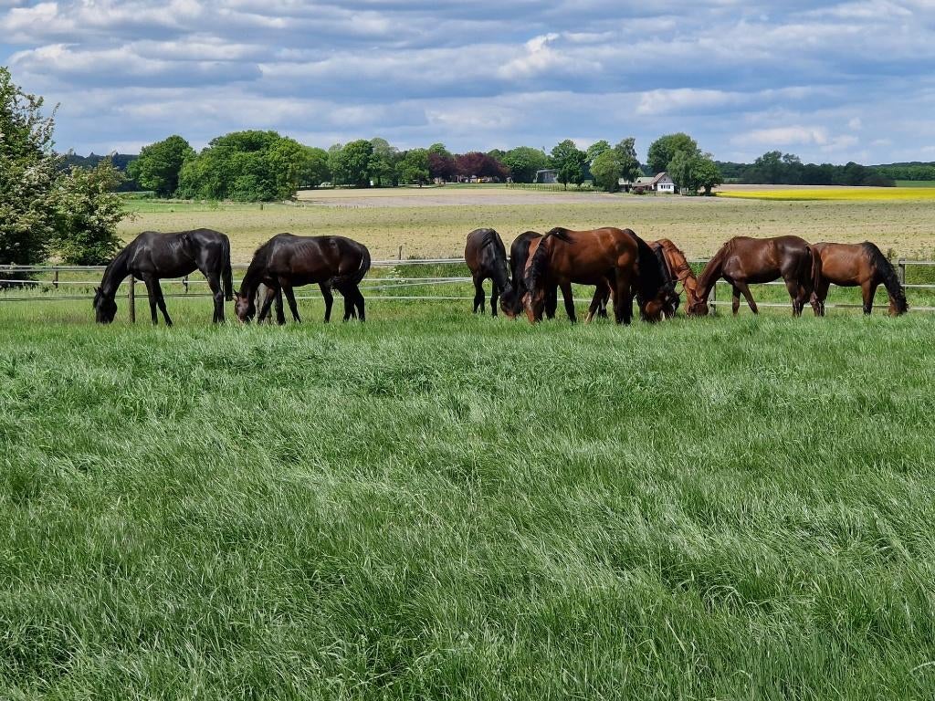 Weidegang en stalling, Weidegang, 4 paarden of pony's of meer