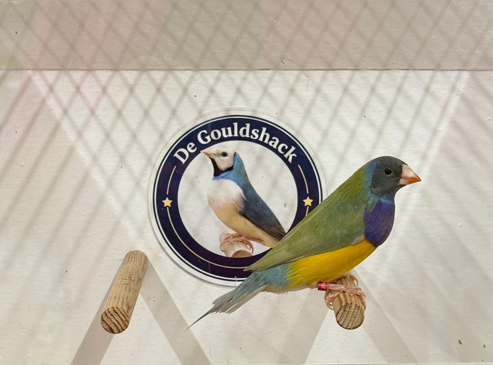 Gouldamadine man, Mannelijk, Geringd