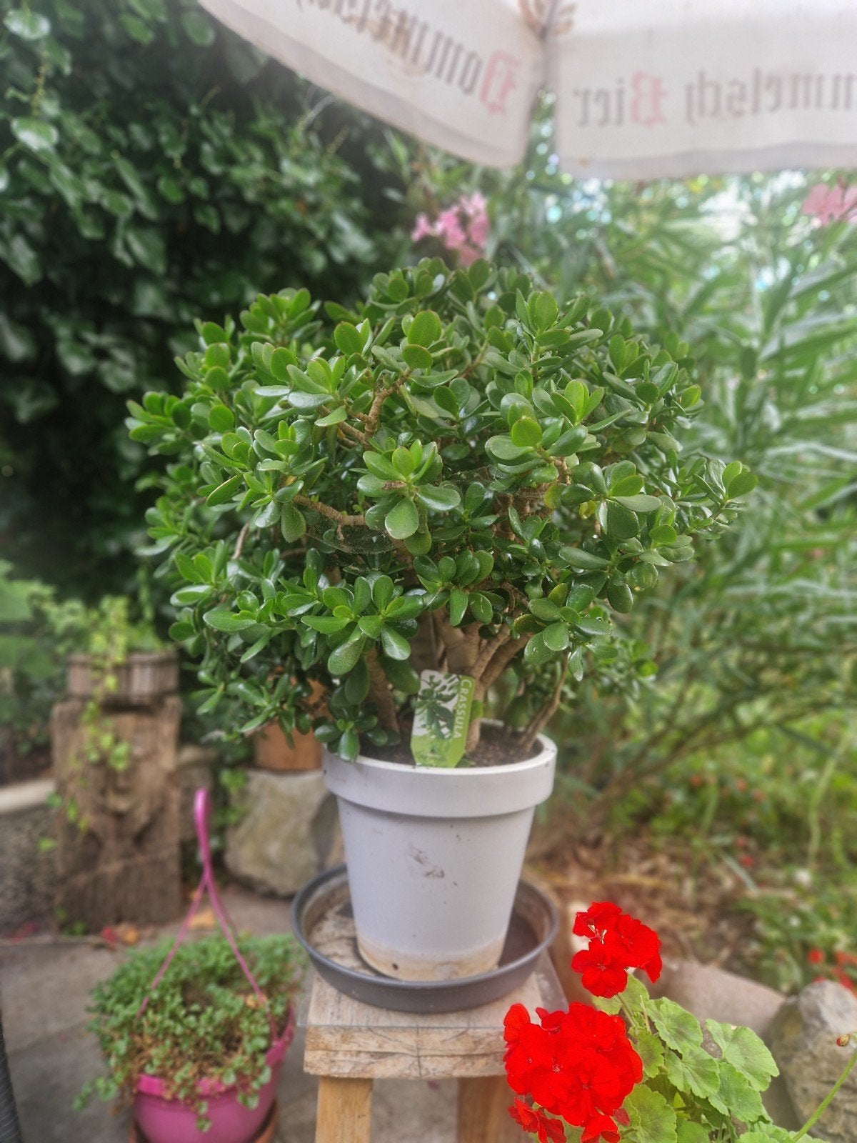 Crassula ovata (Jadeplant of Geldboom), Bloeit niet, Overige soorten, 100 tot 250 cm, Ophalen