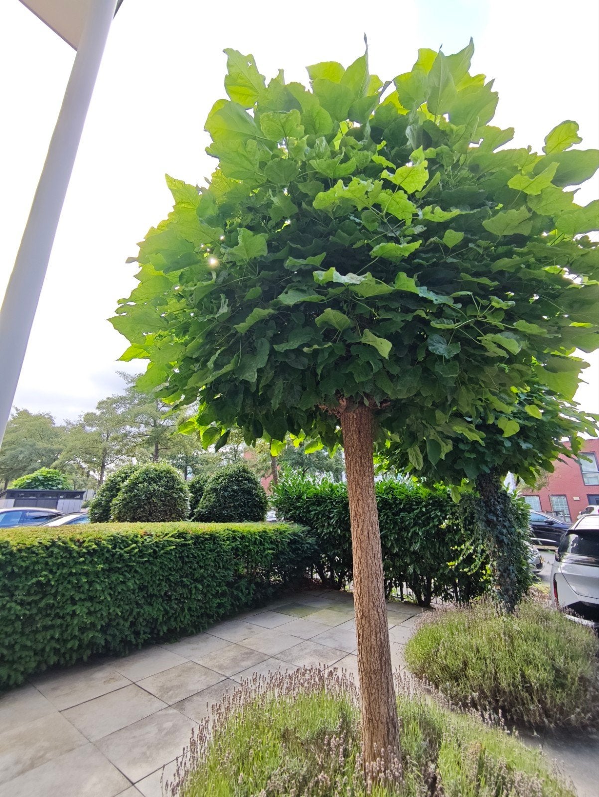 Prachtige Bolcatalpa - Ideaal voor elke tuin!, Tuin en Terras, Bloeit niet, 250 tot 400 cm, Ophalen, Volle zon