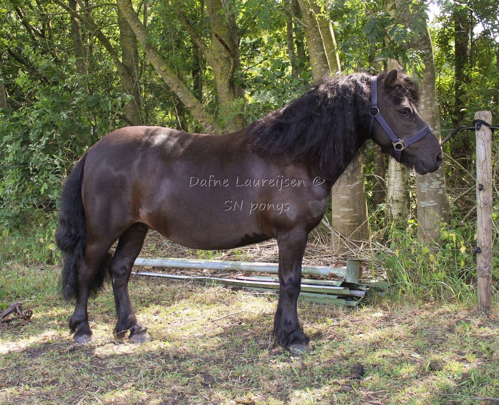 shetland merrie 🩷 NSPS, Dieren en Toebehoren, Merrie, Met stamboom, 11 jaar of ouder
