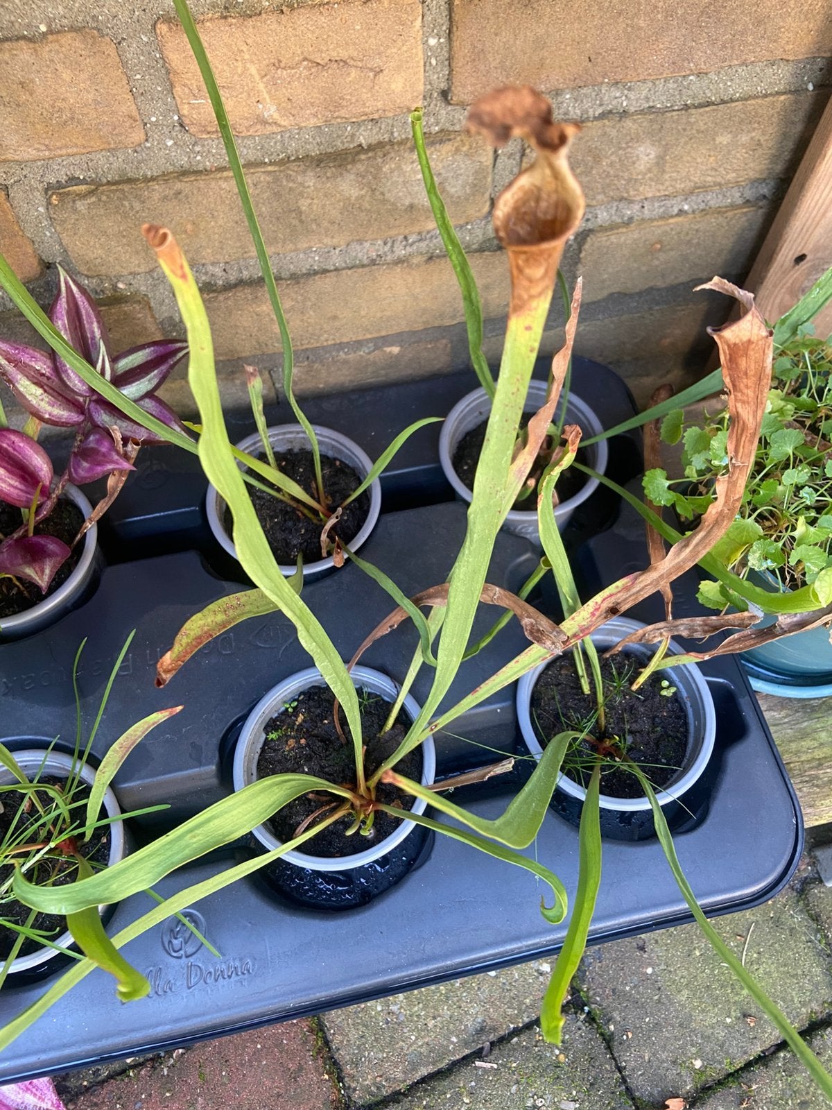 Vleesetende bekerplant (sarracenia), Ophalen, Volle zon, Vaste plant, Vijverplanten