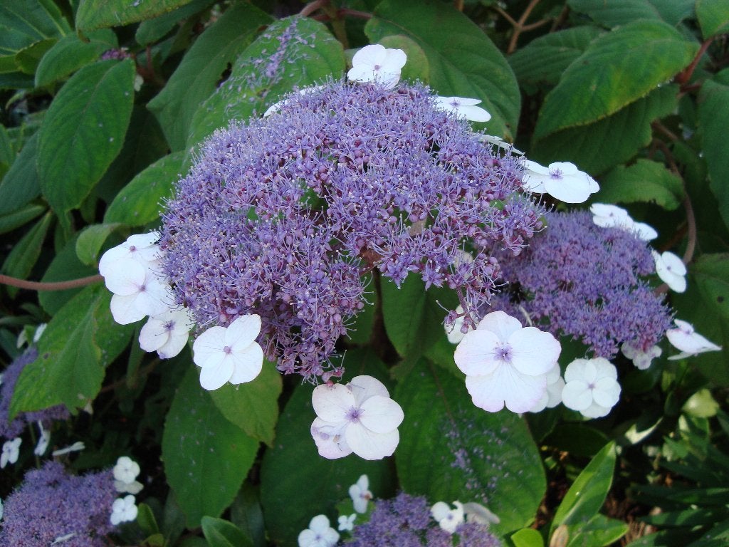 Hydrangea aspera Macrophylla 150-175 cm Fluweelhortensia's, Ophalen of Verzenden, Overige soorten, Struik, 100 tot 250 cm