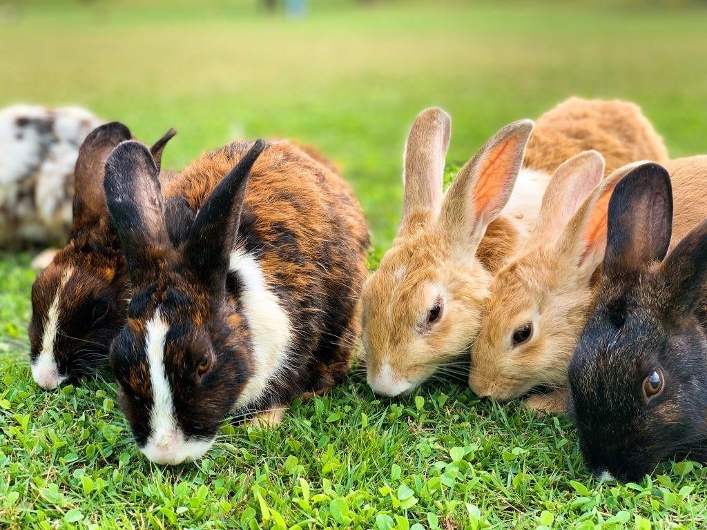Konijnen, Dieren en Toebehoren