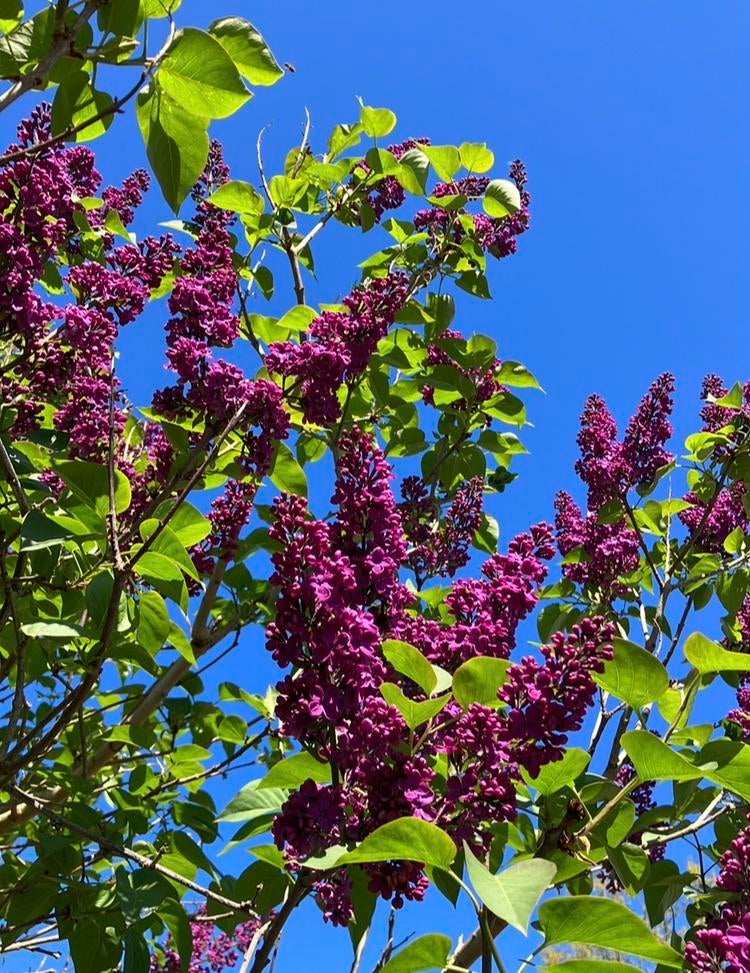 Paarse sering, Volle zon, Vaste plant, Lente, Ophalen