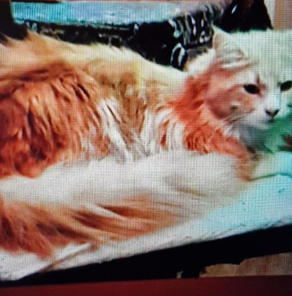Maine coon dekkater, Dieren en Toebehoren, 6 jaar of ouder