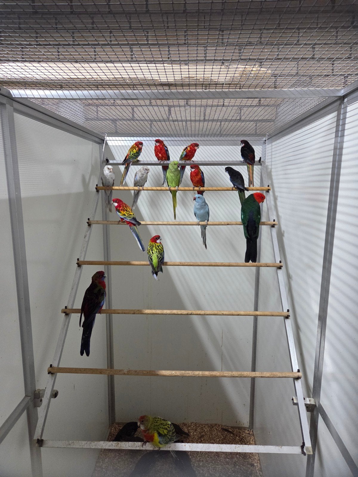 diverse kromsnavels