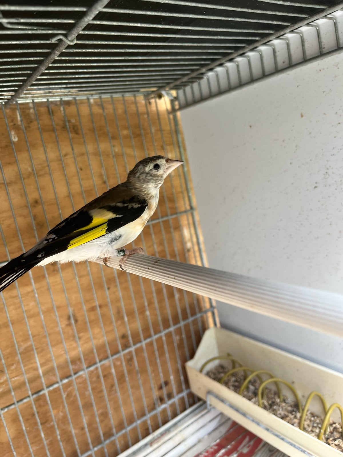 Mayoor putter van 2026, Dieren en Toebehoren, Vogels | Overige Vogels, Mannelijk, Wildzangvogel