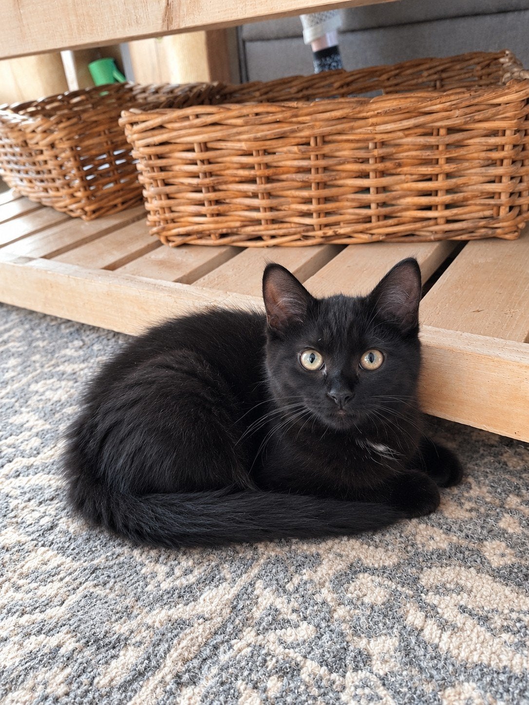 Kittens, Kater