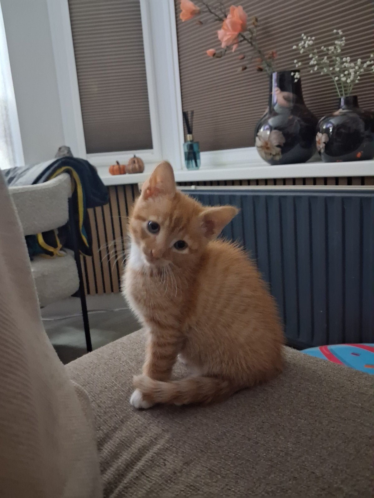 Kittens, Meerdere dieren