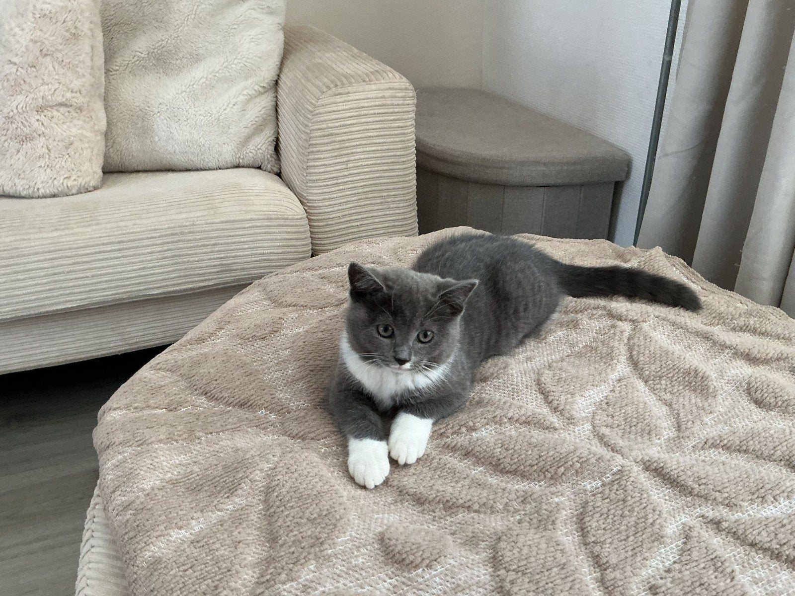 Lieve kitten zoekt huisje, Dieren en Toebehoren, Katten en Kittens | Raskatten | Korthaar
