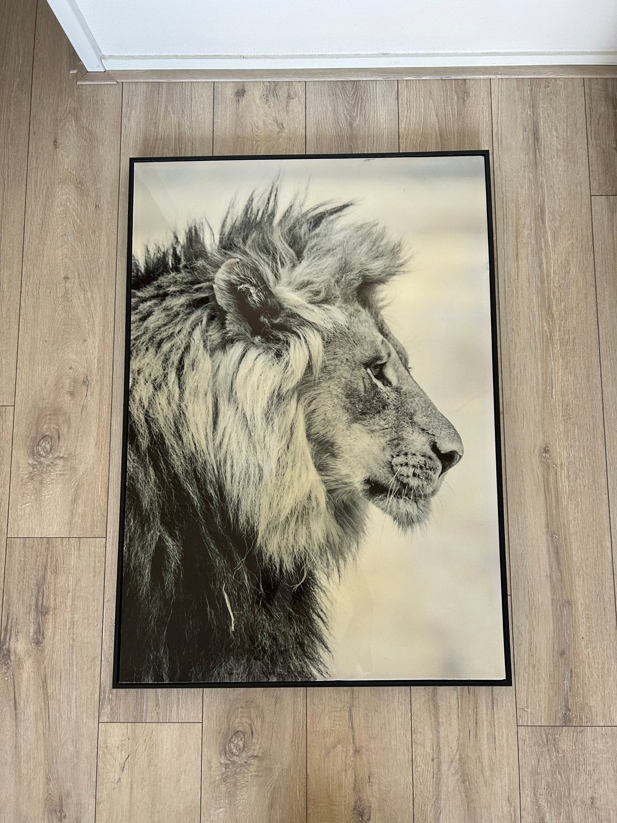 canvas print van een leeuw (72x102 CM), Ophalen of Verzenden
