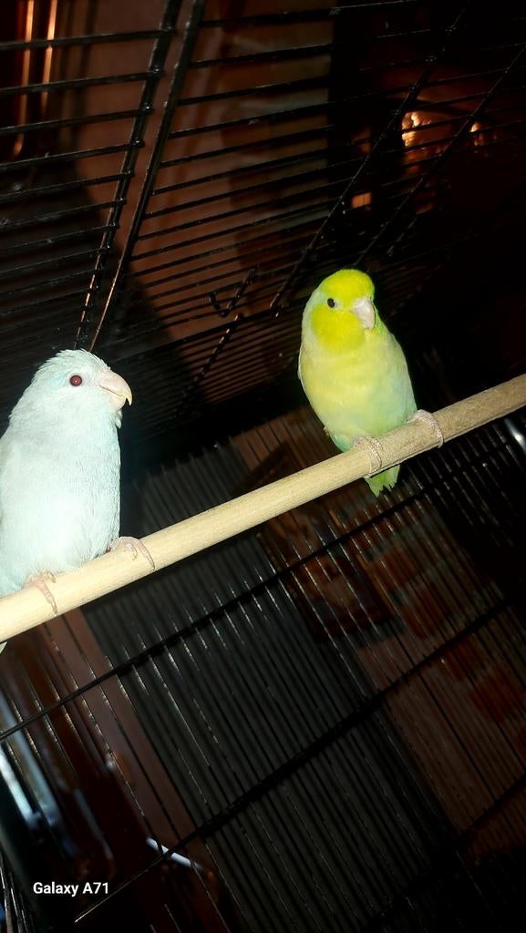 Forpus pair available in a few days.yellow male, blue female, Dieren en Toebehoren, Vogels | Parkieten en Papegaaien, Meerdere dieren