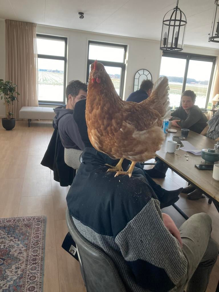 Bruine en witte leghennen! Tegen de leg aan!, Dieren en Toebehoren, Vrouwelijk, Kip