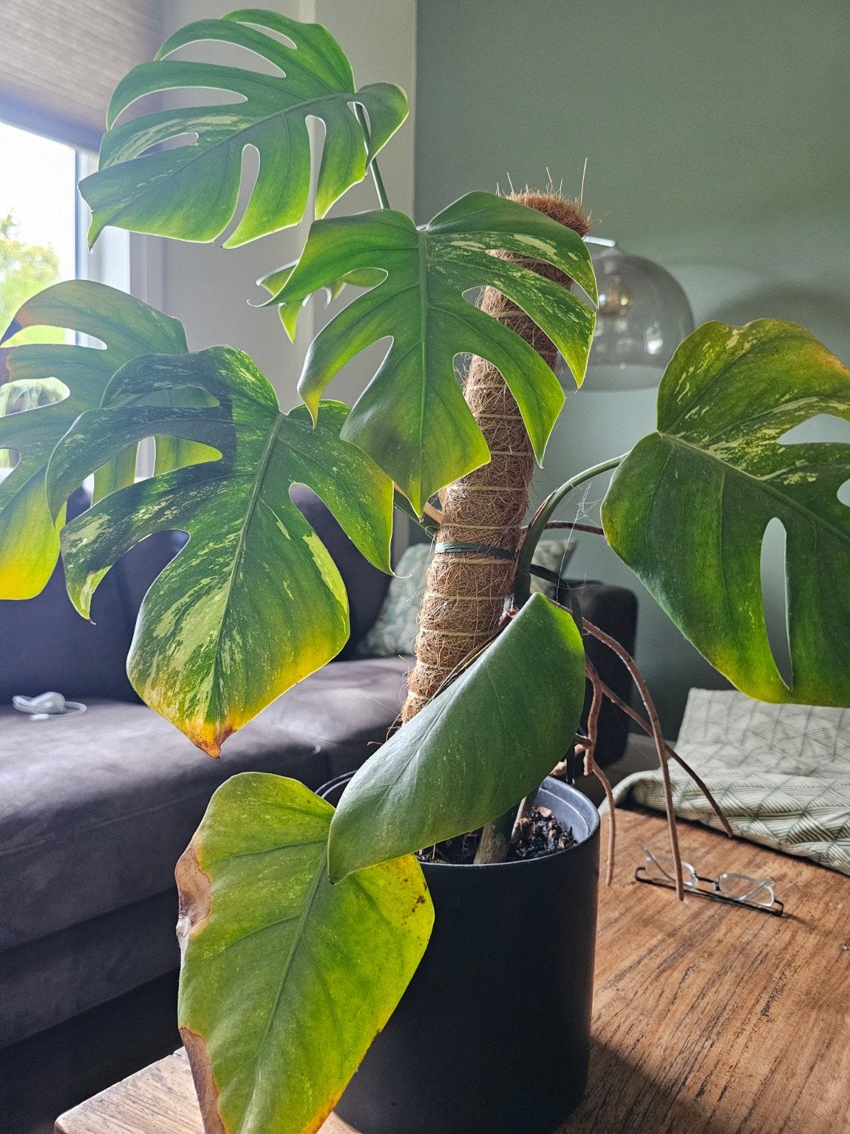 Monstera Deliciosa Variegata - Kamerplant, Ophalen, Overige soorten, Halfschaduw, Minder dan 100 cm