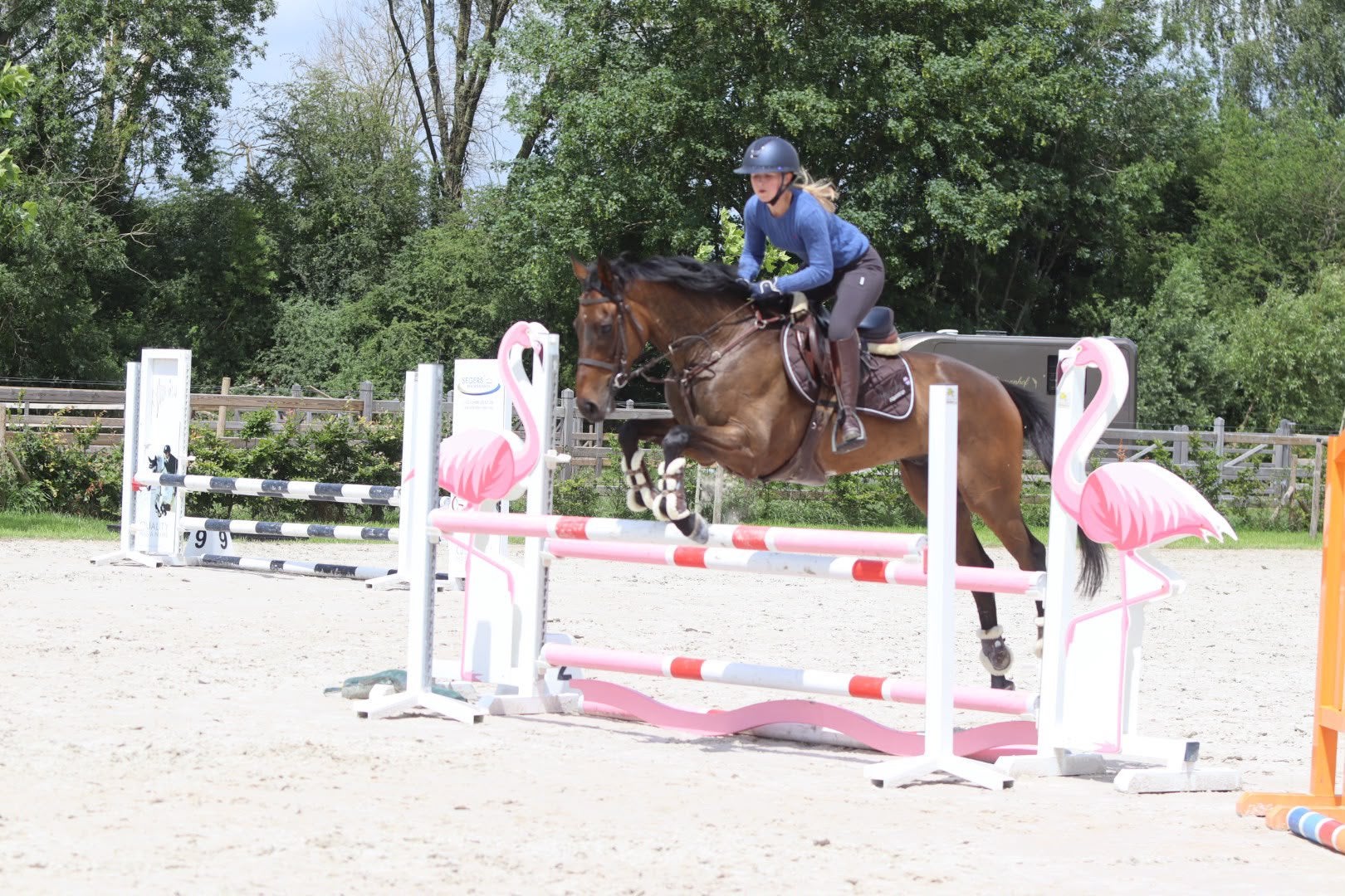 knappe 6-jarige ruin springt met veel vermogen en techniek., Dieren en Toebehoren, Paarden, Met stamboom, Ruin, Zadelmak, 3 tot 6 jaar