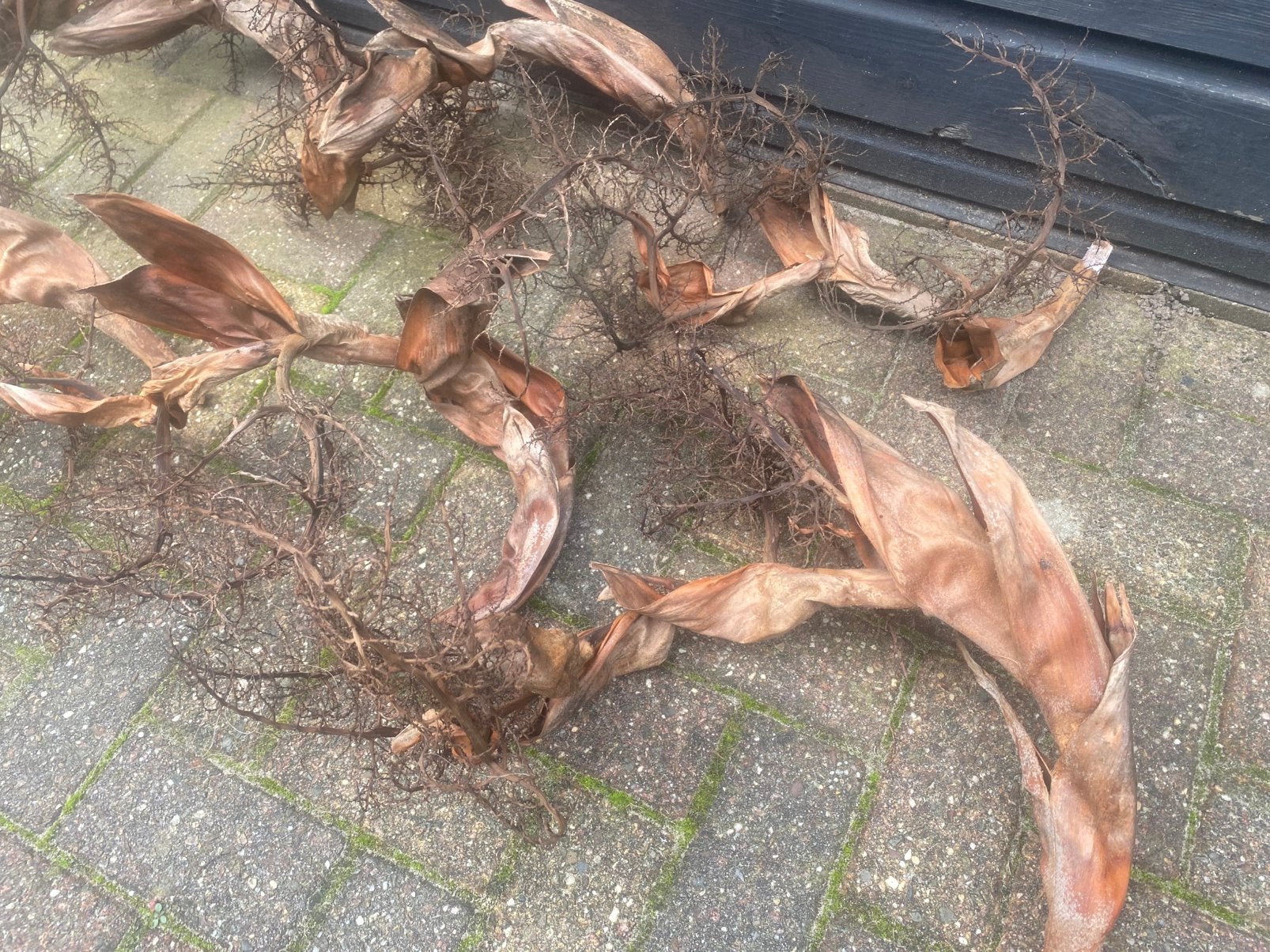 Gedroogde palmboom bloesem takken, Ophalen