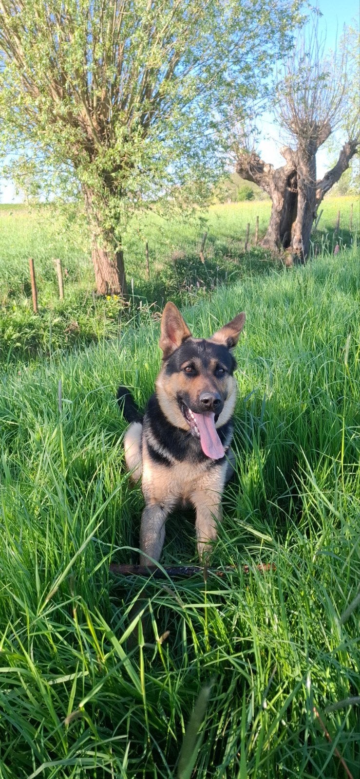 Lieve duitse herder, Reu, 1 tot 2 jaar, Eén hond, Nederland