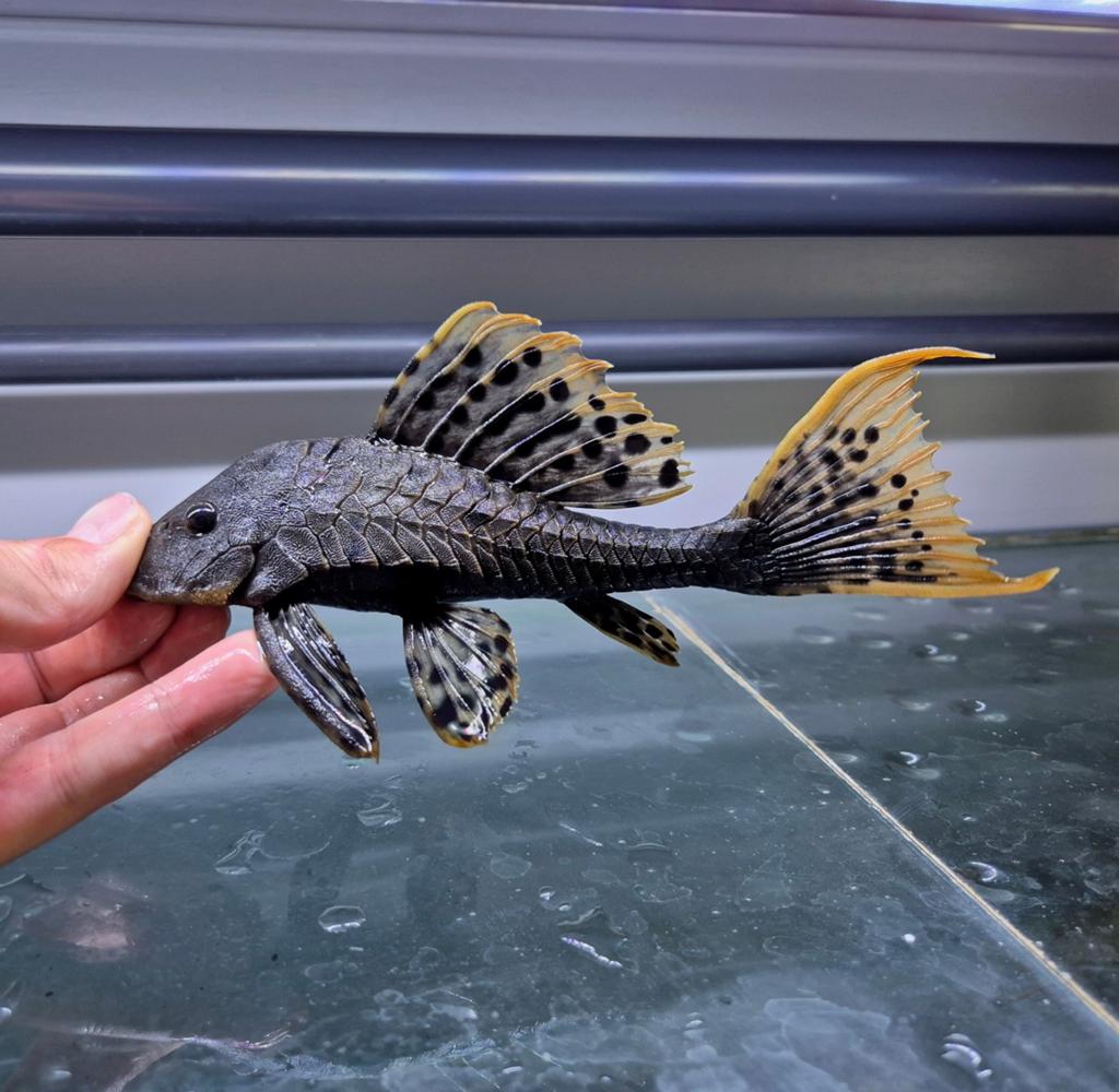 L095 pseudorinelepis genibarbis, Vis, Zoetwatervis