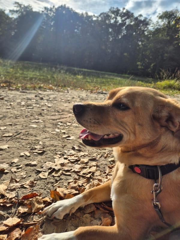 Boef zoekt een nieuw huisje, Eén hond, 3 tot 5 jaar, Nederland, Particulier
