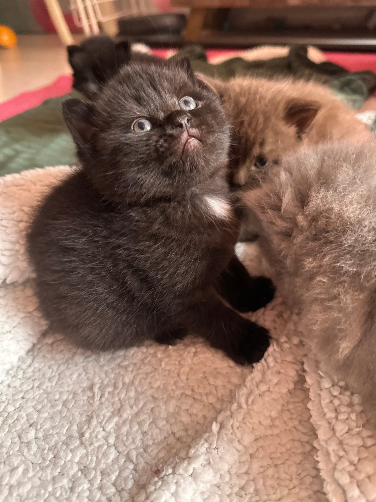 Britse korthaar/langhaar kittens, Meerdere dieren, Gechipt, 0 tot 2 jaar