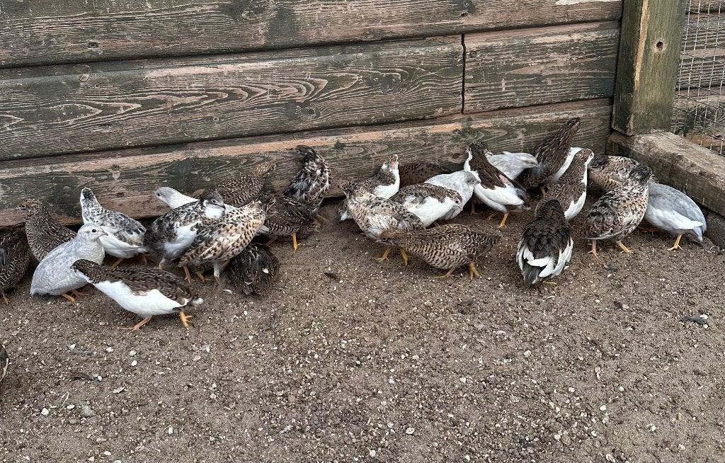 Chinese dwergkwartels, Meerdere dieren