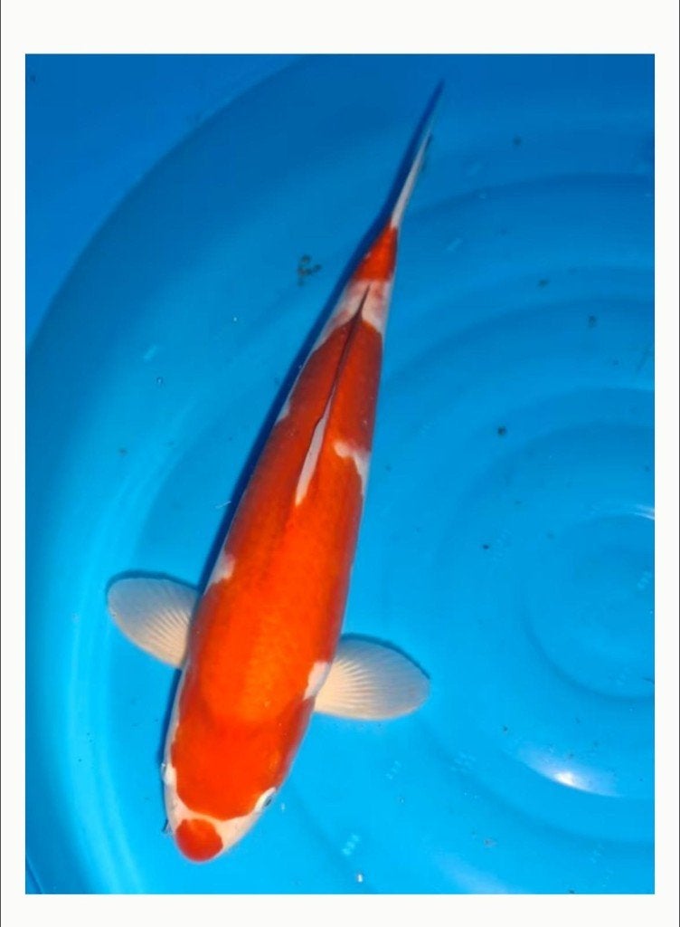 GEWELDIGE COLLECTIE van 18 hoogwaardige koi karpers, Karper of Koi