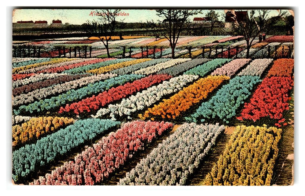 Lisse, Hillegom, Bollenvelden, Verzamelen, Ansichtkaarten | Nederland, Verzenden, 1920 tot 1940, Gelopen, Zuid-Holland