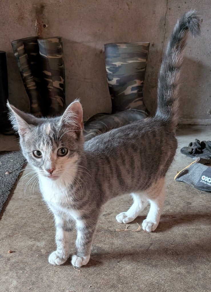 3 kittens te koop, Meerdere dieren, 0 tot 2 jaar
