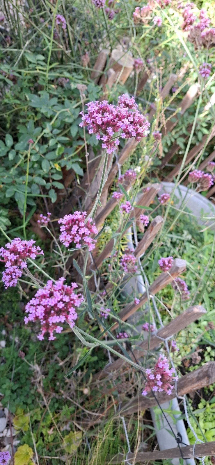 gratis Verbena Bonariensis en inheemse soorten., Overige soorten, Volle zon, Ophalen of Verzenden, Tweejarig