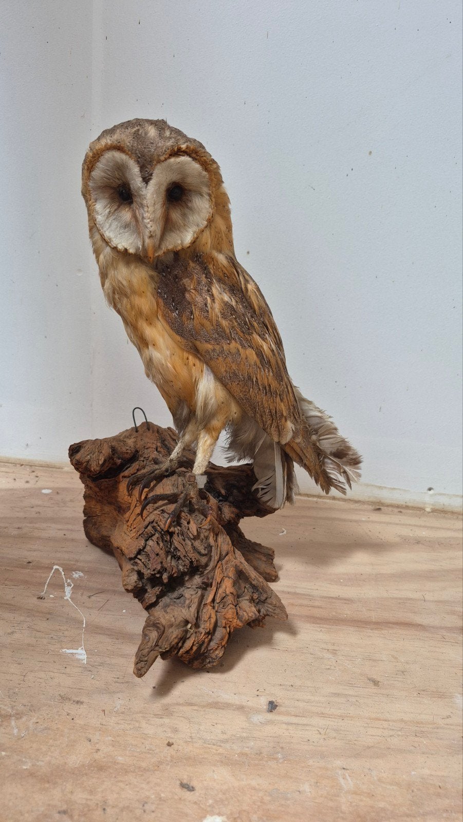 Mooie Opgezette Kerkuil!, Ophalen of Verzenden, Zo goed als nieuw, Vogel, Opgezet dier