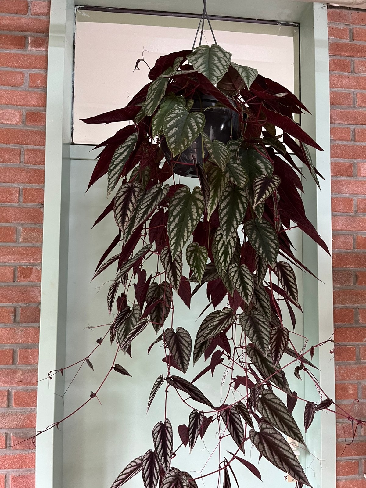 Cissus discolor, Ophalen of Verzenden, Halfschaduw, 100 tot 150 cm