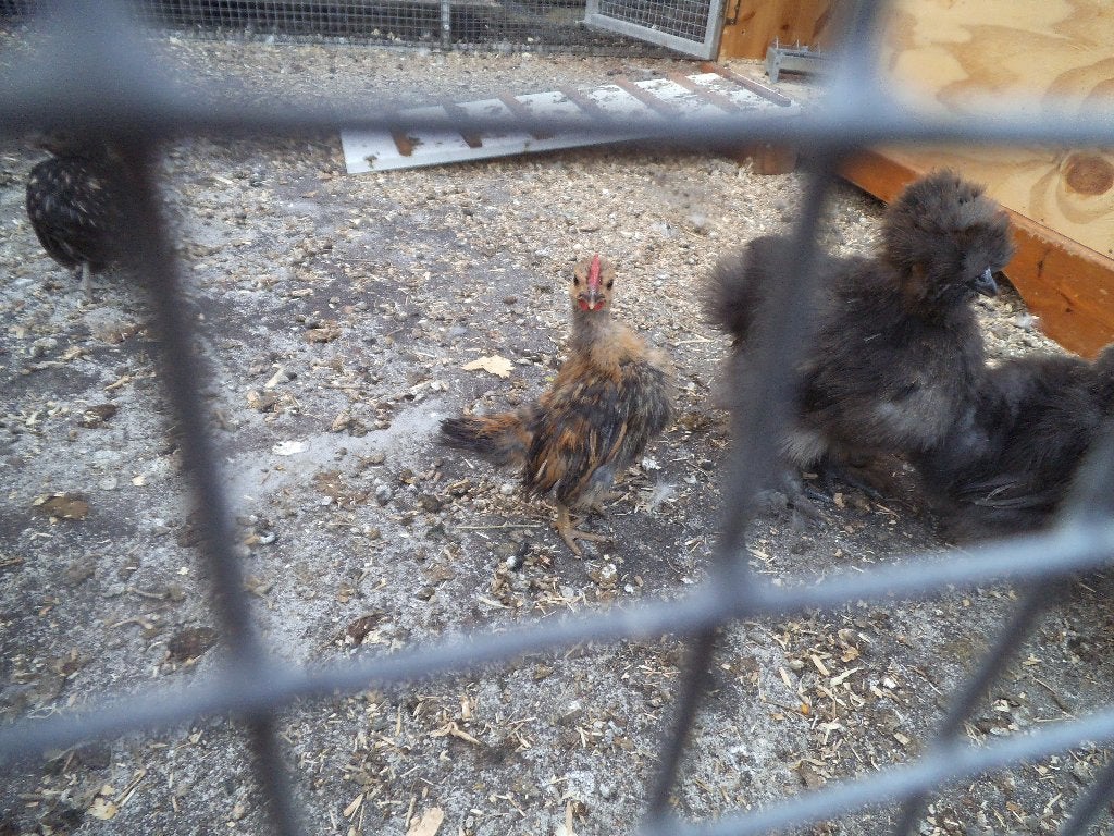serama zijdeveder haantjes, Dieren en Toebehoren, Pluimvee, Mannelijk, Kip