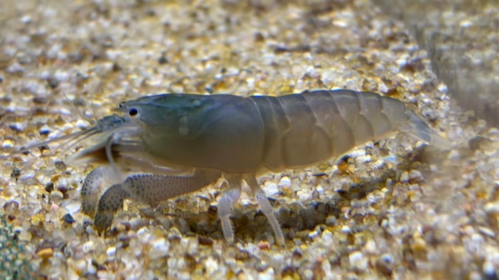 Blauwe waaierhandgarnaal, Kreeft, Krab of Garnaal