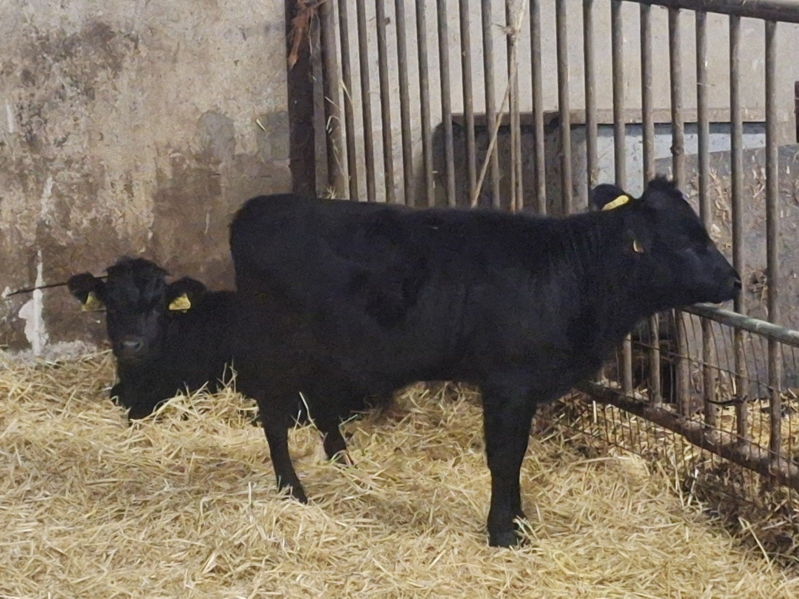 2 zwarte Dahomey stiertjes, Dieren en Toebehoren, Mannelijk, 0 tot 2 jaar