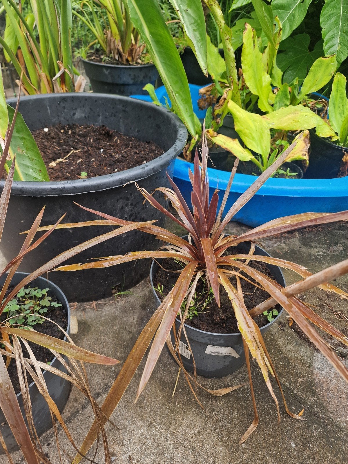 Twee cordiline australis rood te koop 15 euro  samen, Ophalen, Overige soorten, Volle zon