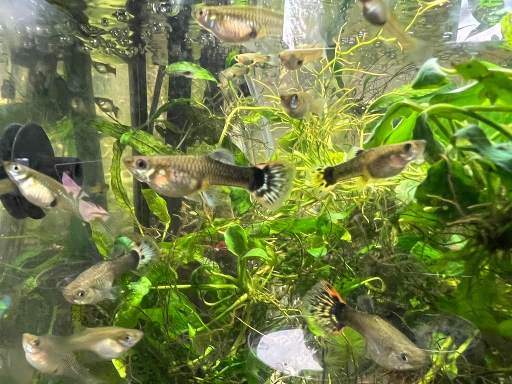 Gratis sluierstaart guppy vrouw, Dieren en Toebehoren, Vissen | Aquariumvissen, Vis, Zoetwatervis, Schoolvis