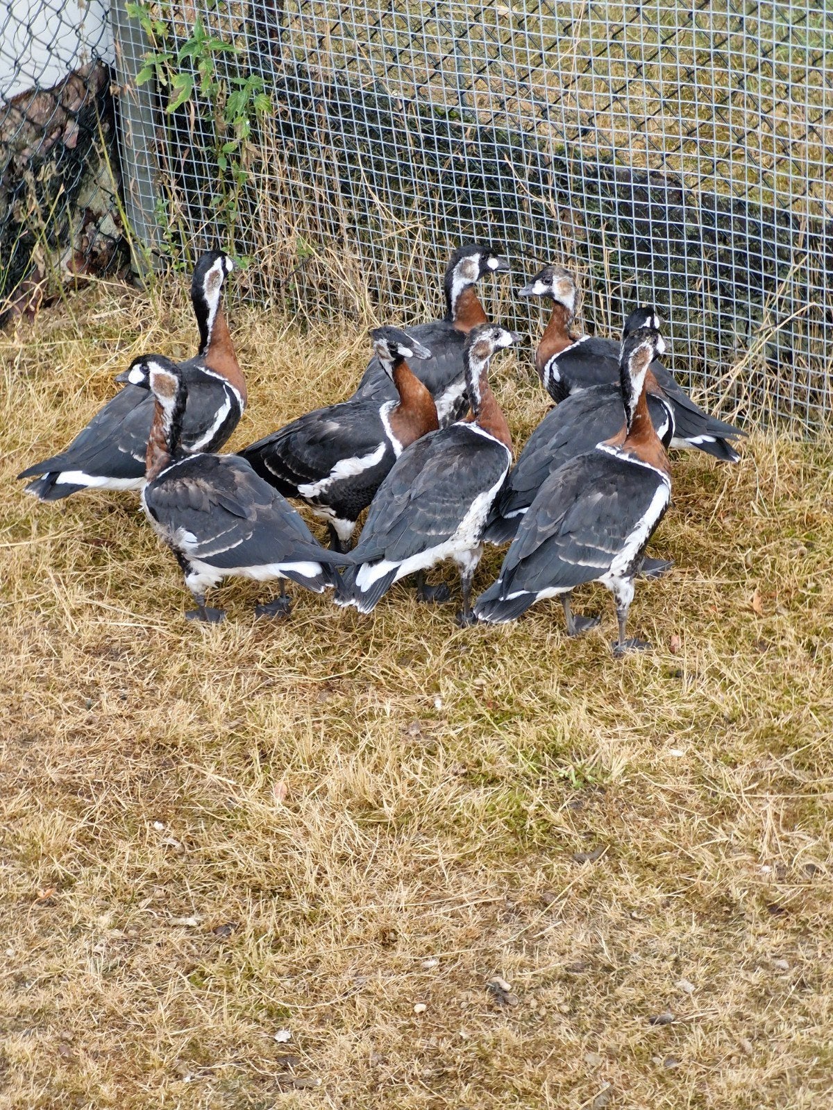 roodhalsganzen 9 stuks, Dieren en Toebehoren, Pluimvee, Meerdere dieren, Overige soorten