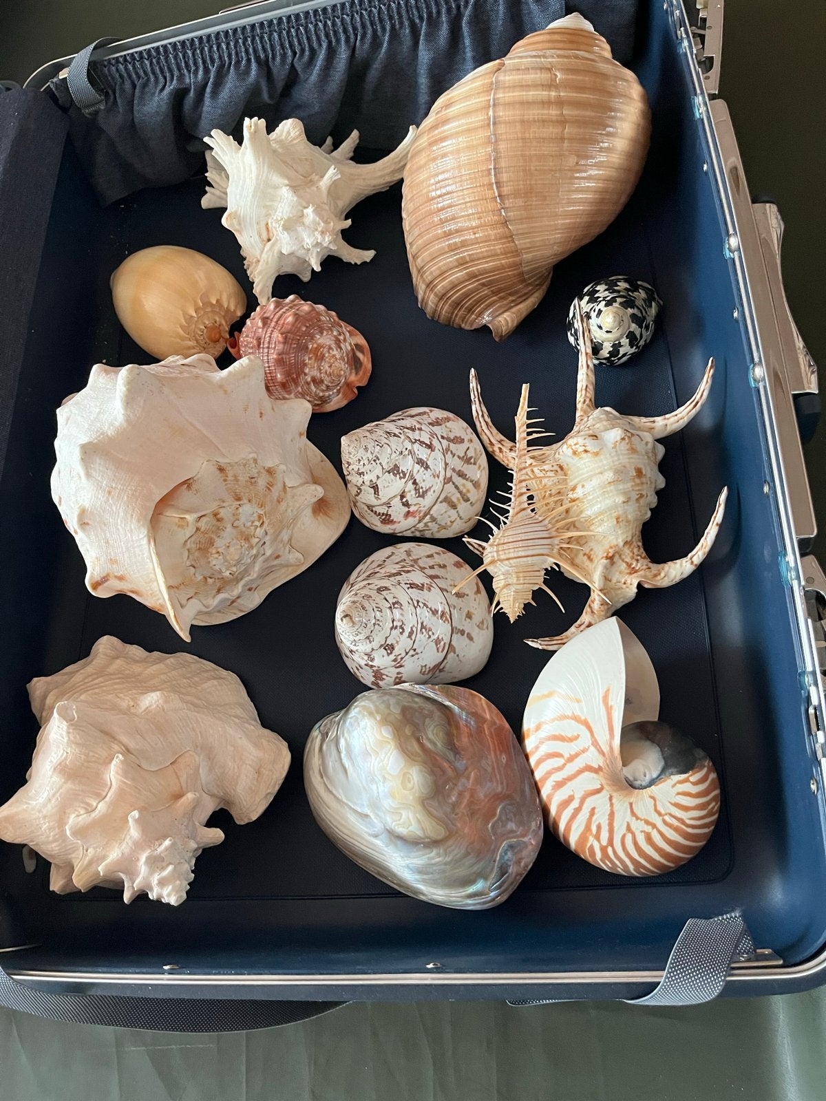 Grote collectie schelpen en zeesterren, Verzamelen, Ophalen, Gebruikt