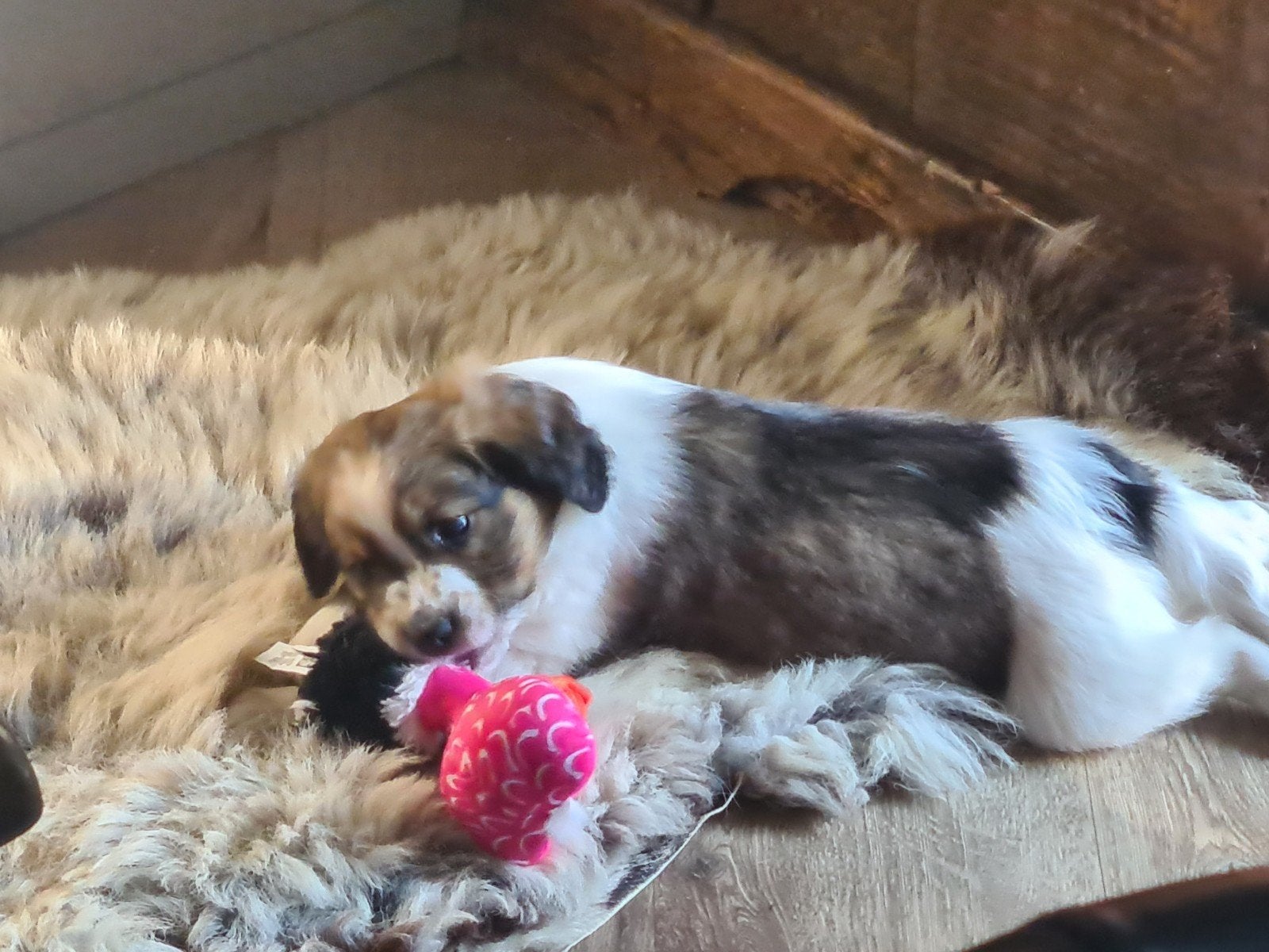 kooiker puppy's.  friese stabij. boerderij hondjes.puppy's., Dieren en Toebehoren, 8 tot 15 weken, Meerdere, Meerdere dieren, Middel