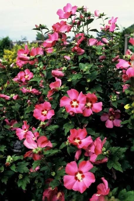 Hibiscus, Tuin en Terras, Planten | Struiken en Hagen, Struik, Overige soorten, Minder dan 100 cm, Ophalen