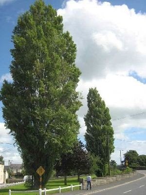 Populus nigra italica, Italiaanse populier, zuilboom, Halfschaduw, Ophalen of Verzenden, Minder dan 100 cm, Zomer