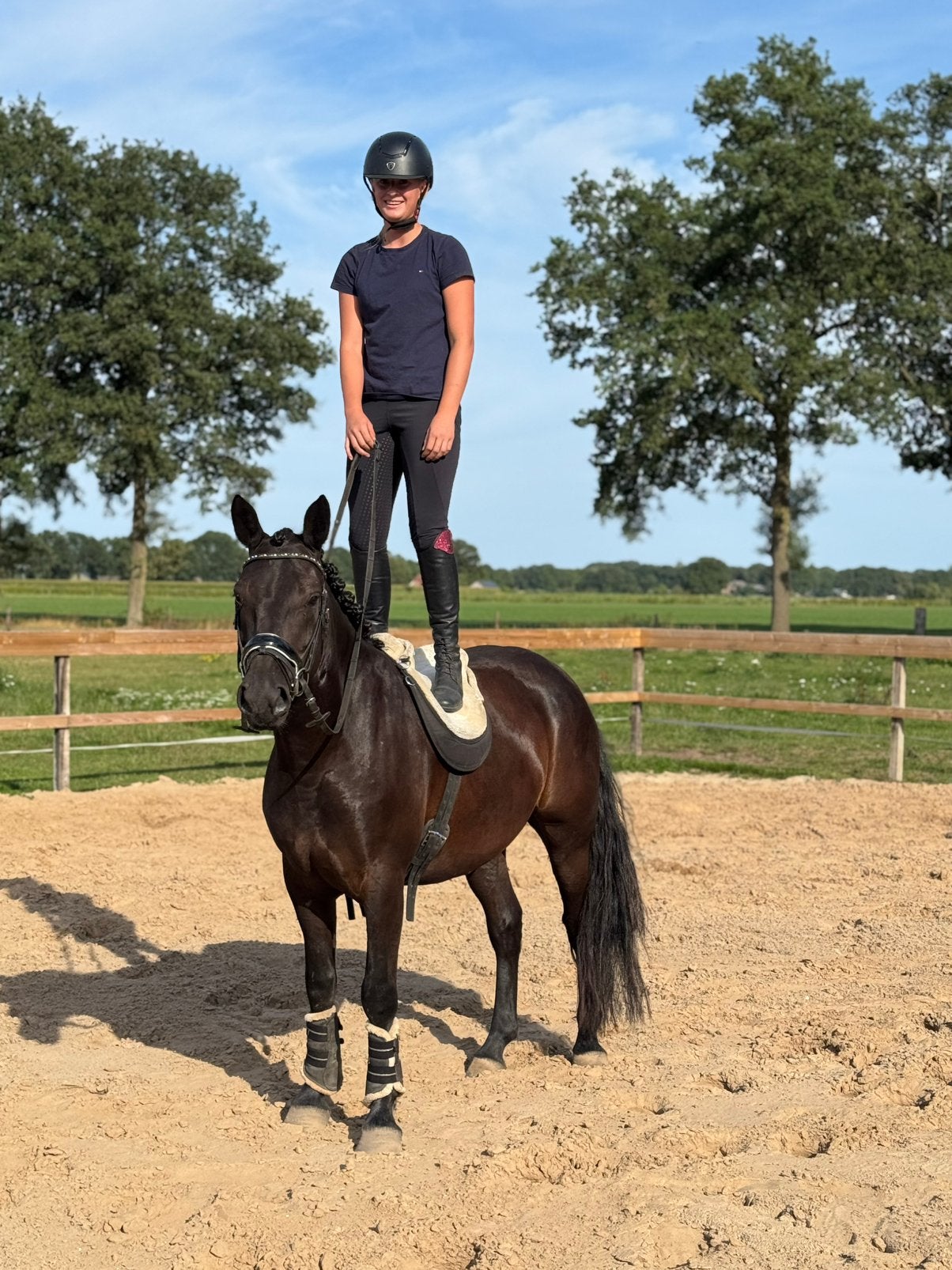 Super leuke D pony, Gechipt, B, Ruin, 3 tot 6 jaar